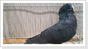 Süddeutsche Blasse schwarz 1,0 alt hv 96 LVE42 Otto Hahl Süddeutsche Blasse schwarz 1,0 alt hv 96 LVE42 Otto Hahl