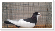 Echterdinger Farbentauben schwarzgeganselt 0,1 alt hv 96 E Stefan Schade Echterdinger Farbentauben schwarzgeganselt 0,1 alt hv 96 E Stefan Schade