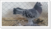 Süddeutsche Blasse belatscht blau mit schwarzen Binden 0,1 alt hv 96 SE 23 Johannes Hübne Süddeutsche Blasse belatscht blau mit schwarzen Binden 0,1 alt hv 96 SE 23 Johannes Hübne